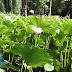 Trip 3677 Baile Felix Nymphaea lotus thermalis.JPG, Romania, Baile Felix