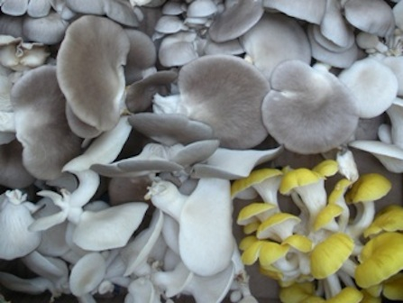 Photo of the share - Mushroom Storage Share