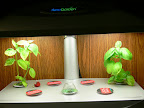 Basil & Park Seed Sugery Tomato