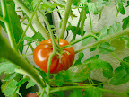 My ONE Ruby Tomato almost ready to harvest -- at 15 weeks.