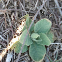 Mullein