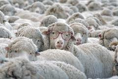 [sheep w glasses[2].png]