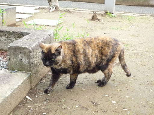 谷中霊園ねこ13 谷中霊園ねこ13