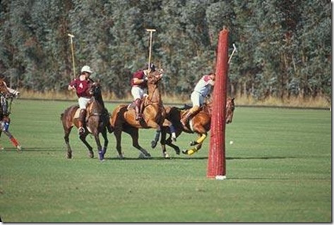 polo_petsventura