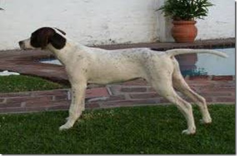 perro perdido 3 perro perdido 3