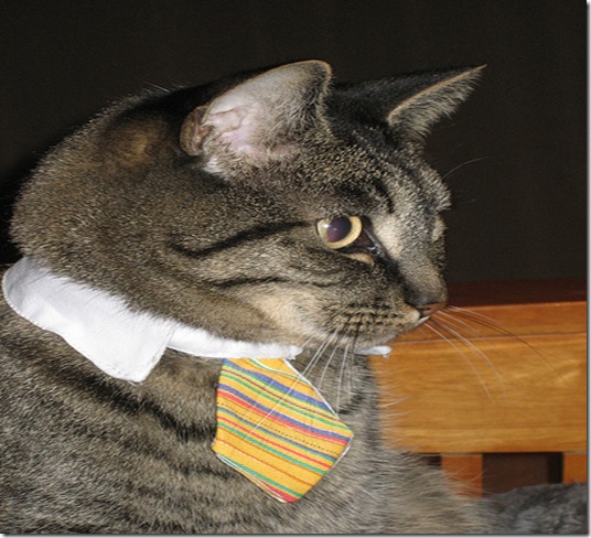 petsventura_Cat_name petsventura_Cat_name