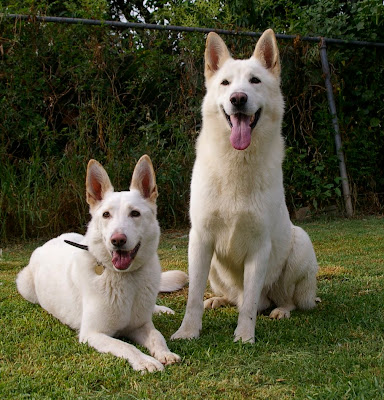 Elli and Ice elliice1 The C Litter Arrived 23rd of January 2010