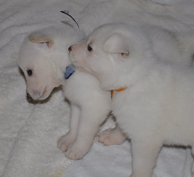  The C Litter One Month Old