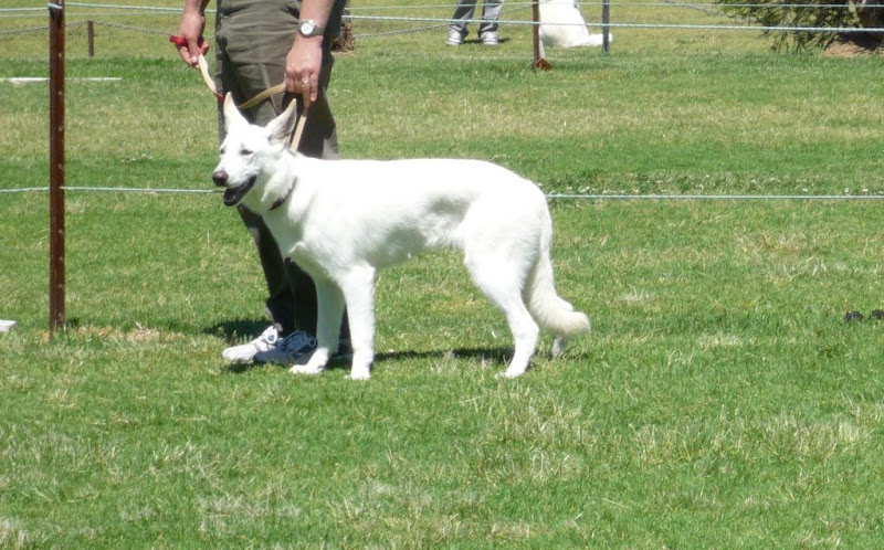Bonnie at the WGSDAV show