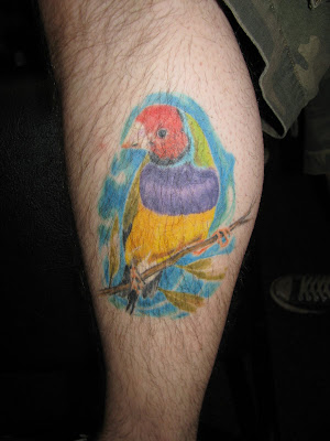 Gouldian in ink