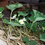 DawnontheFarm's Strawberry Patches garden