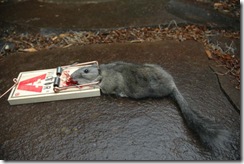 Woodrat