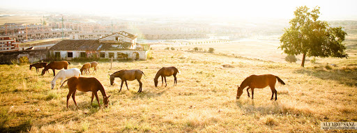 100529_cáceres caballos_042.jpg