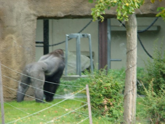 Bokito Bokito