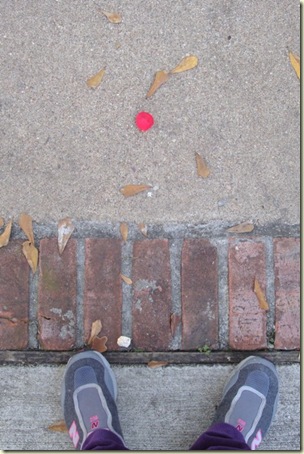 Petal Path_WEB1