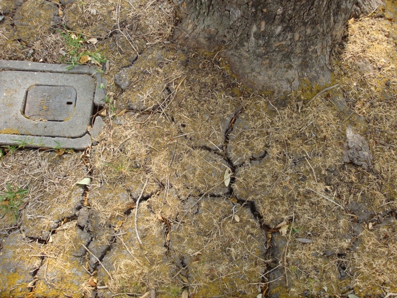 [cracks in ground 2web[5].jpg]
