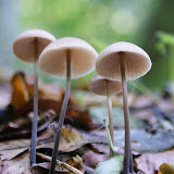 DSC02363.JPG
