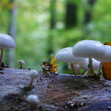 DSC02384.JPG