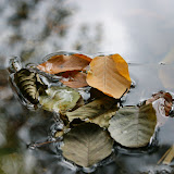 DSC02450.JPG