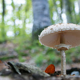 DSC02758.JPG
