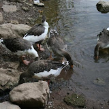 ballikayalar2008_349.jpg