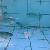 bilecik_012.jpg