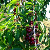 bilecik_068.jpg