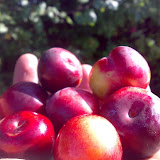 020720081520cr3.jpg