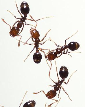 Stepping On Ants