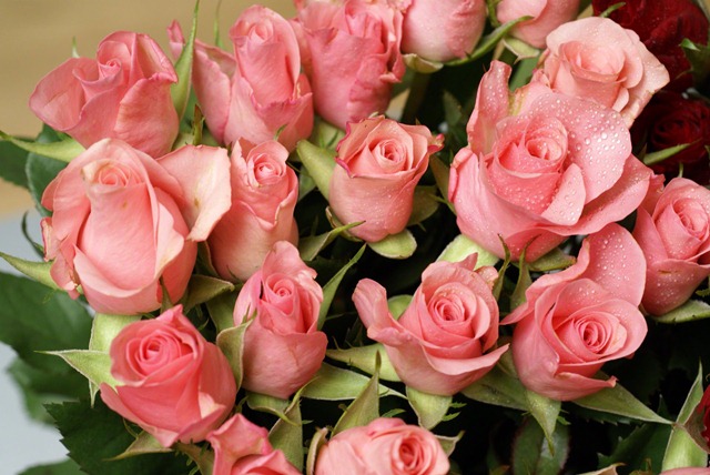 [pink roses[3].jpg]