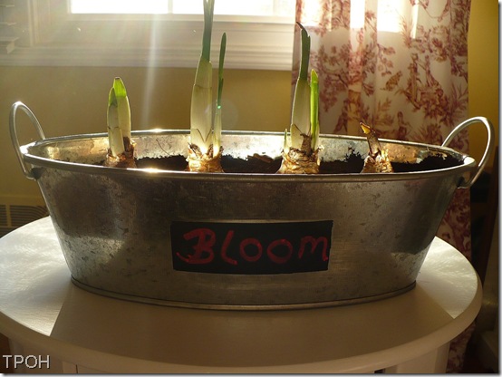 Bloom Bloom