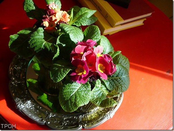 primroses primroses