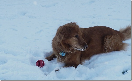 Maxie&Ball Maxie&Ball