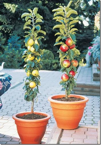 columnar-apple-trees