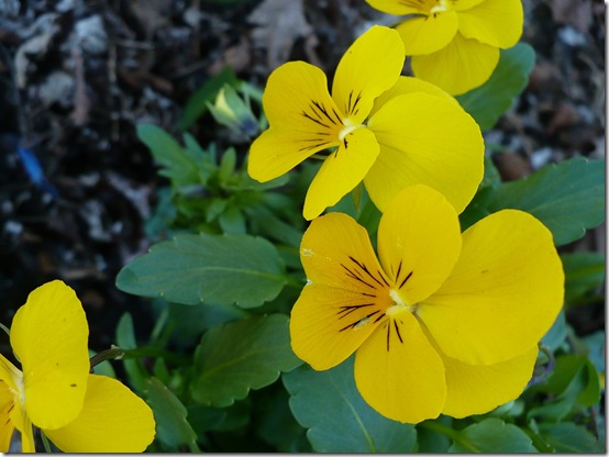 yellowpansy yellowpansy