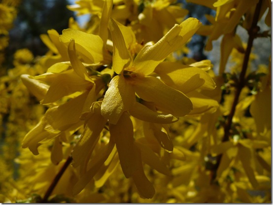 forsythiablossom