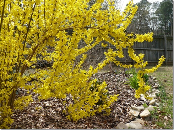 forsythia