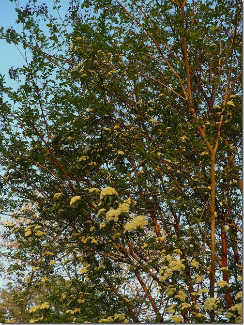 tree tree