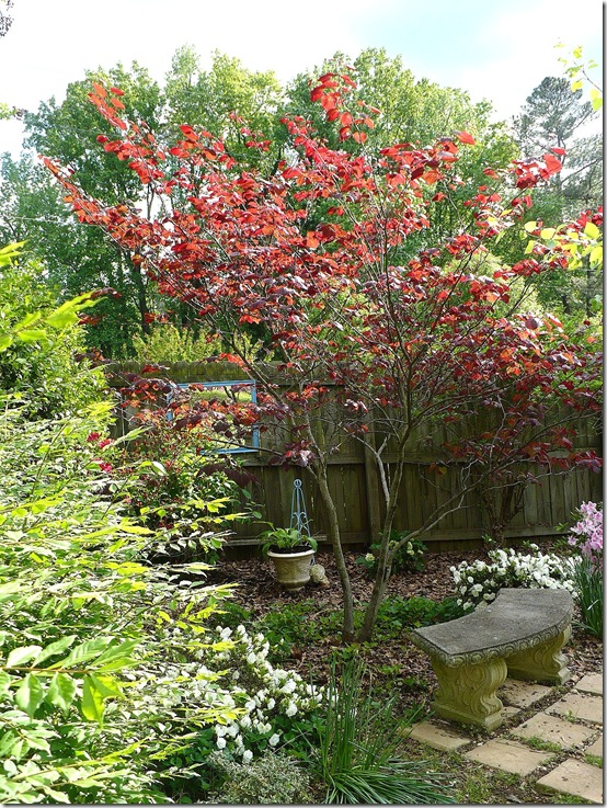 redbud redbud