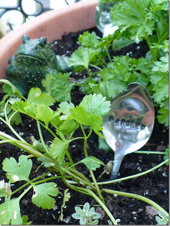 parsley parsley