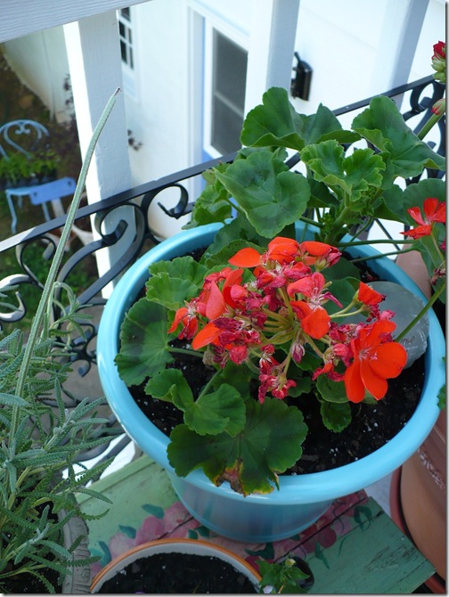 Geraniums Geraniums