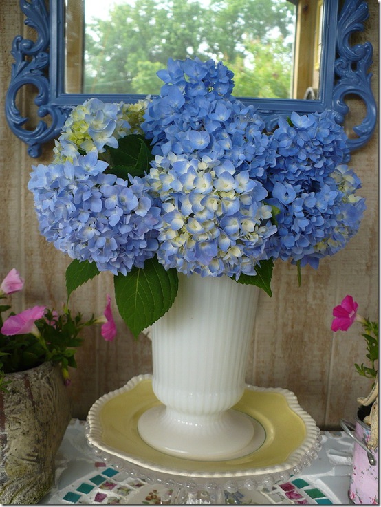 hydrangeas