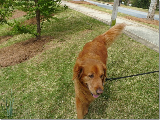 Walkingmaxie Walkingmaxie