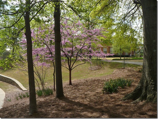 Redbud Redbud