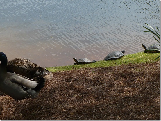 Turtles Turtles