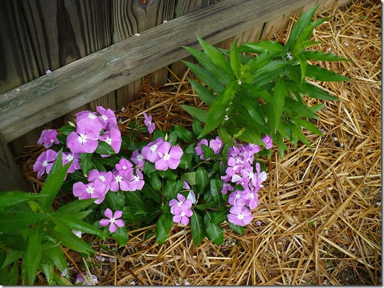 vinca vinca