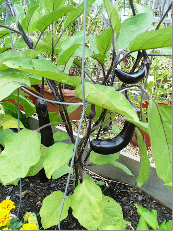purpleeggplant purpleeggplant