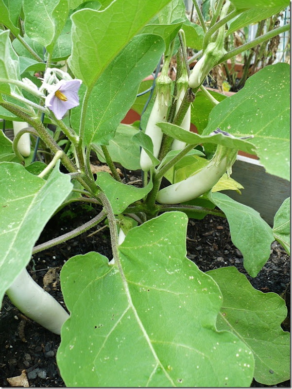 whiteeggplant whiteeggplant