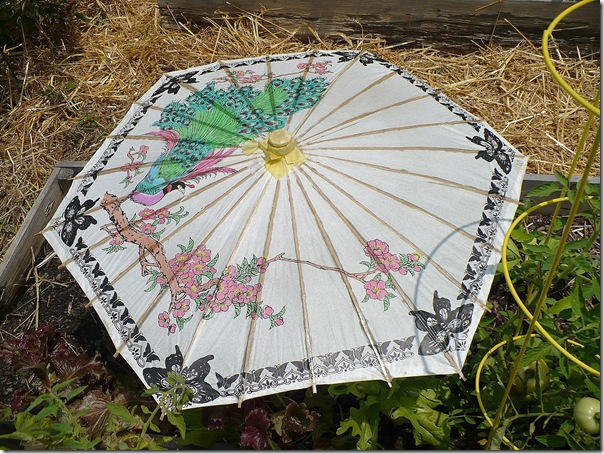umbrella umbrella