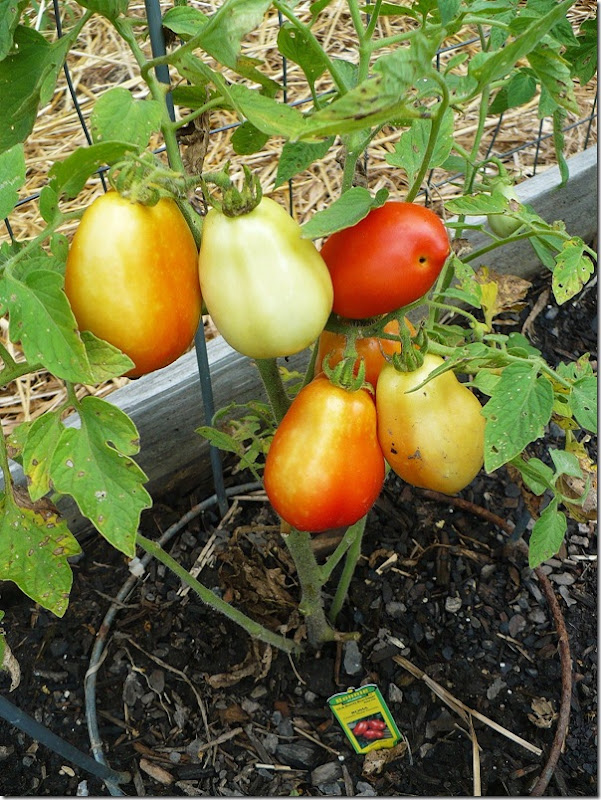 Romas Romas